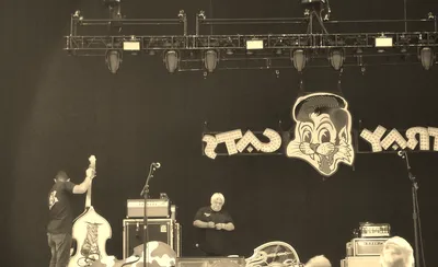 Stray Cats